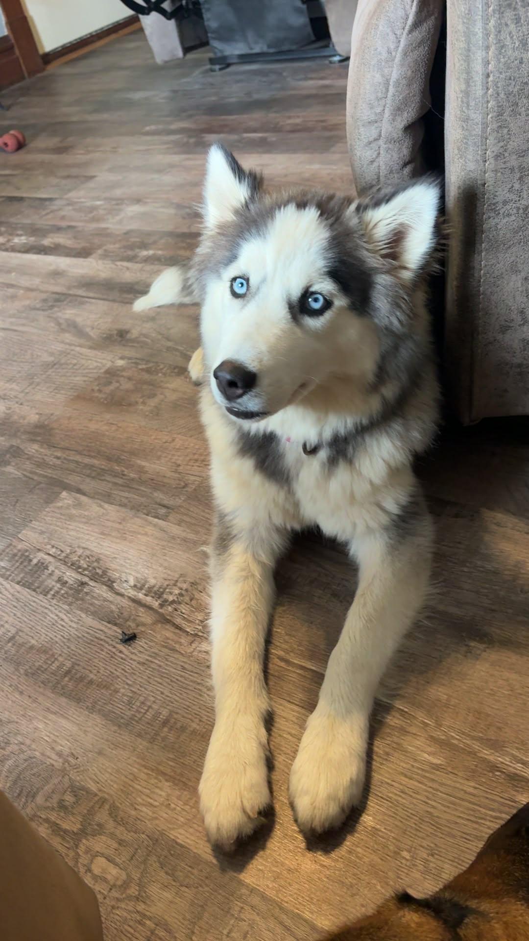 Kaia, ADOPTABLE, Puppy Female Siberian Husky.