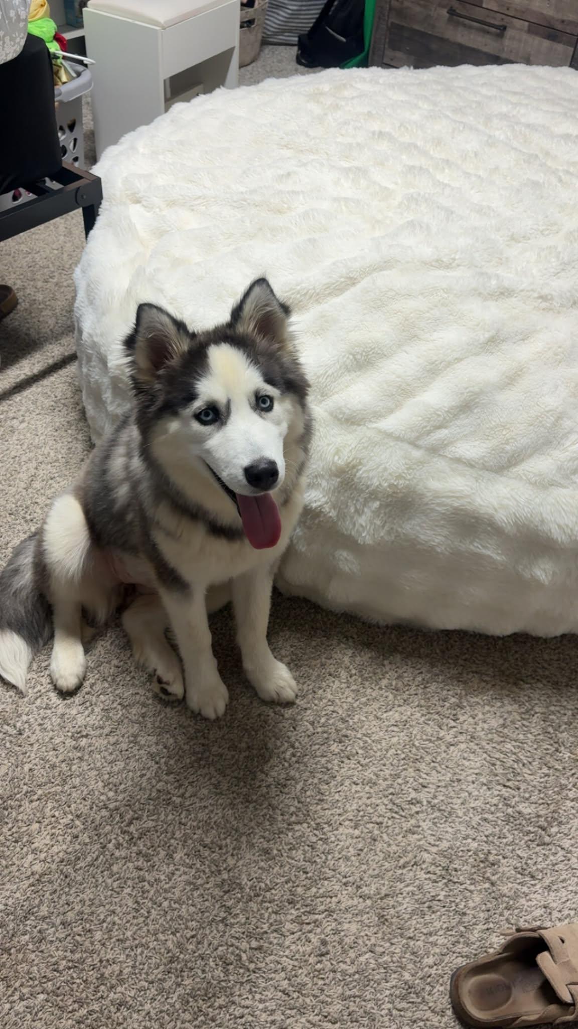 Kaia, a ADOPTABLE Siberian Husky in La Motte, IA image 2/4