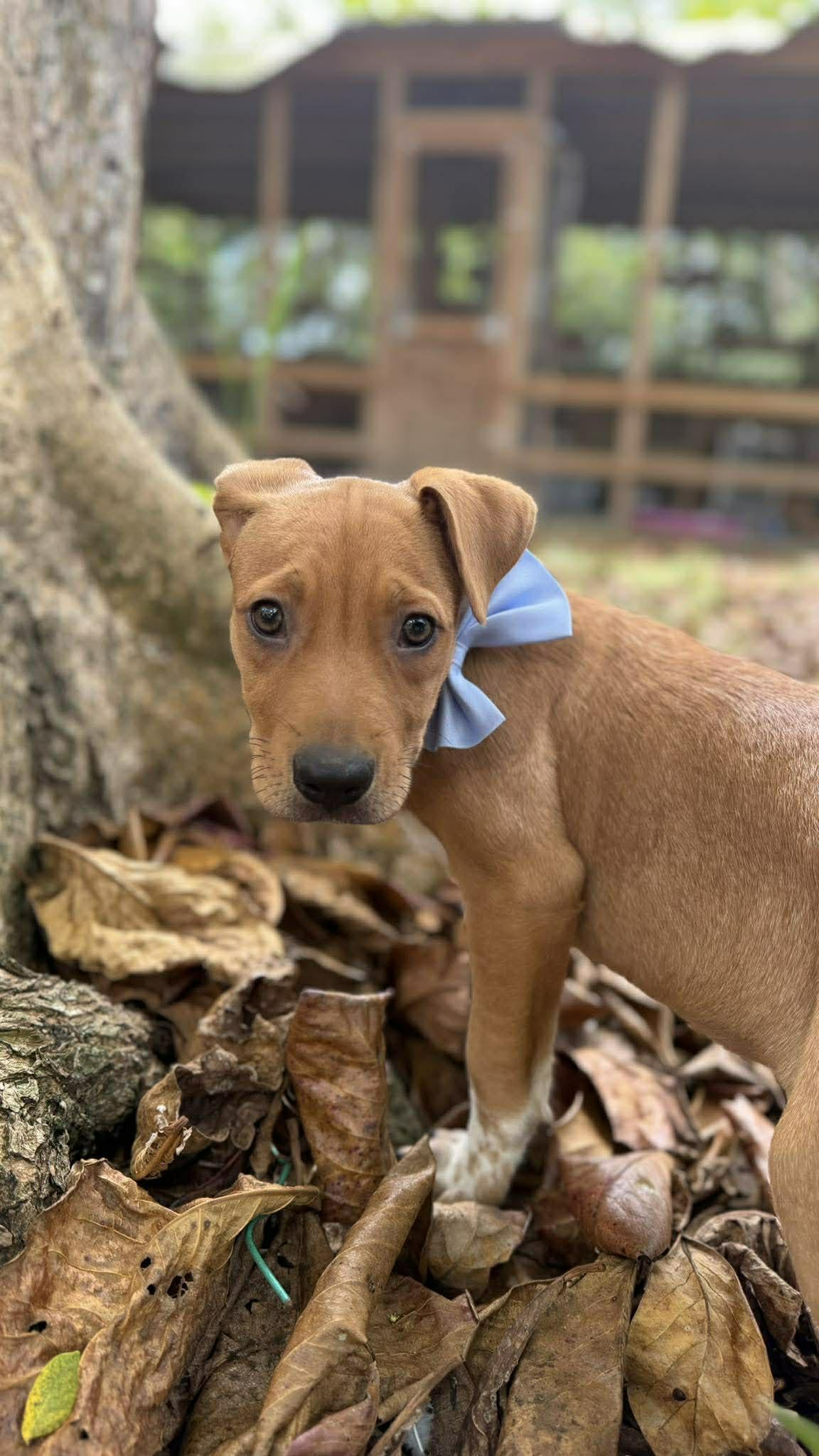 Enlarge Punch, a ADOPTABLE mixed breed in New York, NY image 4/6