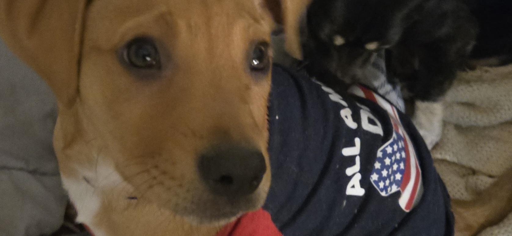 Punch, ADOPTABLE, Puppy Male Mixed Breed & Boxer.