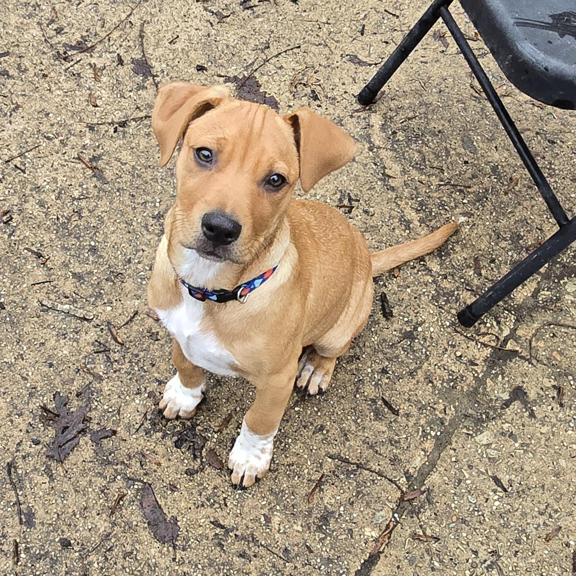 Punch, ADOPTABLE, Puppy Male Mixed Breed & Boxer.