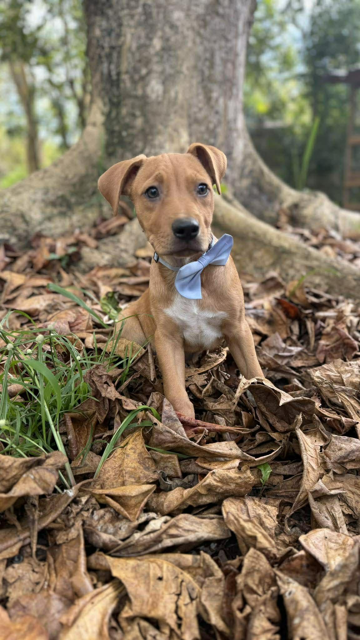 Enlarge Punch, a ADOPTABLE mixed breed in New York, NY image 3/6