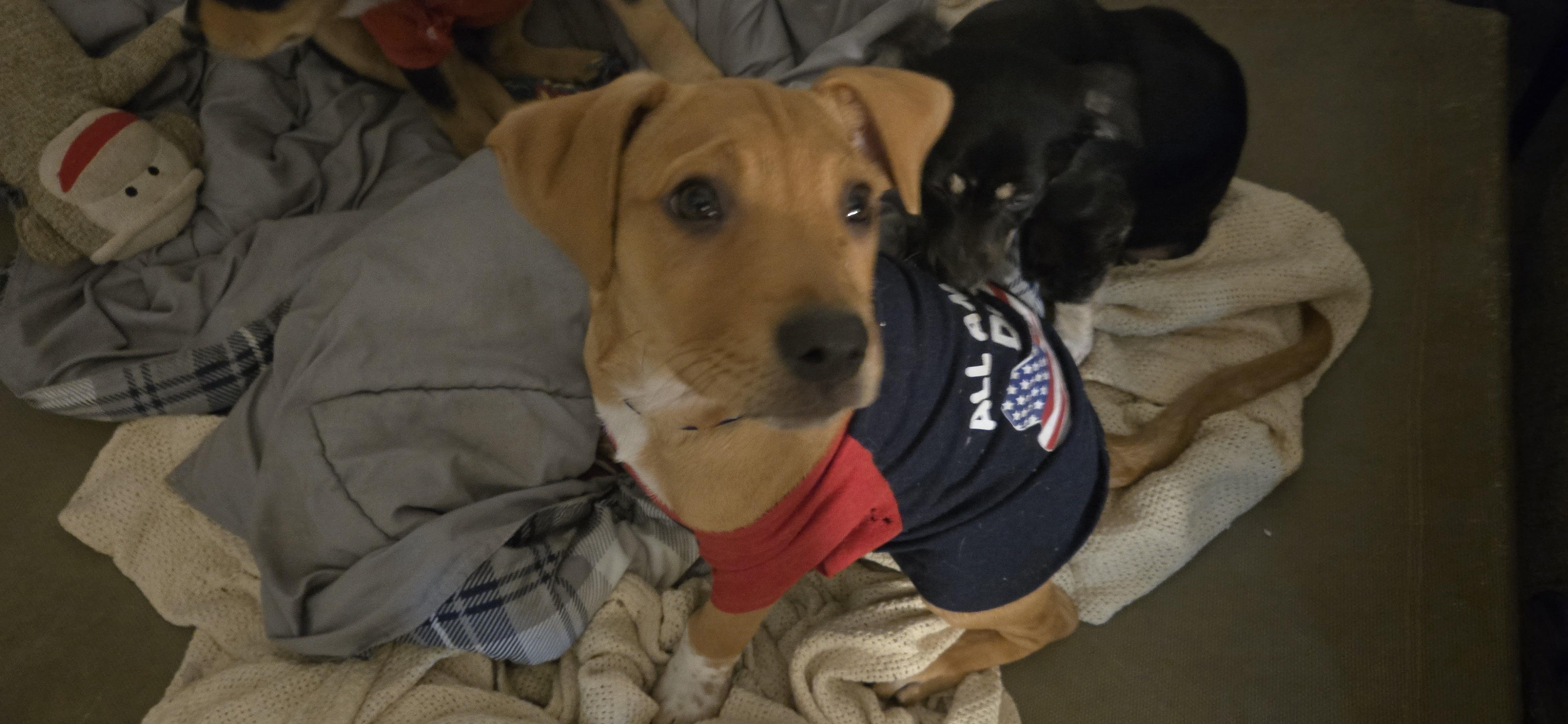 Enlarge Punch, a ADOPTABLE mixed breed in New York, NY image 6/6