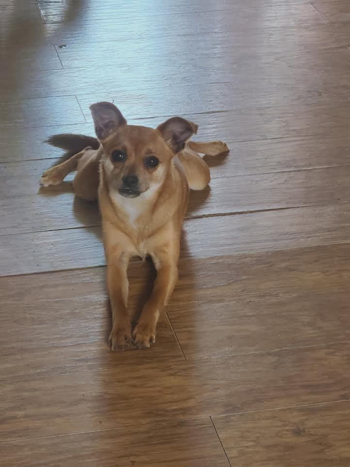 Enlarge Nina, a ADOPTABLE Chihuahua in Barrington, IL image 4/6