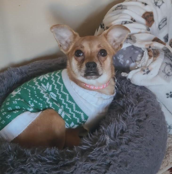 Enlarge Nina, a ADOPTABLE Chihuahua in Barrington, IL image 1/5