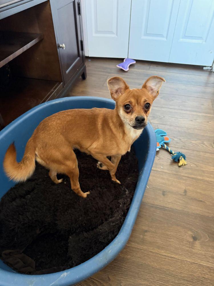 Enlarge Nina, a ADOPTABLE Chihuahua in Barrington, IL image 3/5