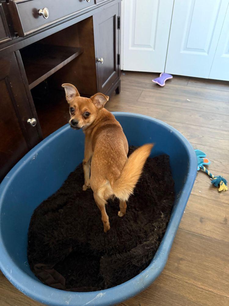 Enlarge Nina, a ADOPTABLE Chihuahua in Barrington, IL image 4/5