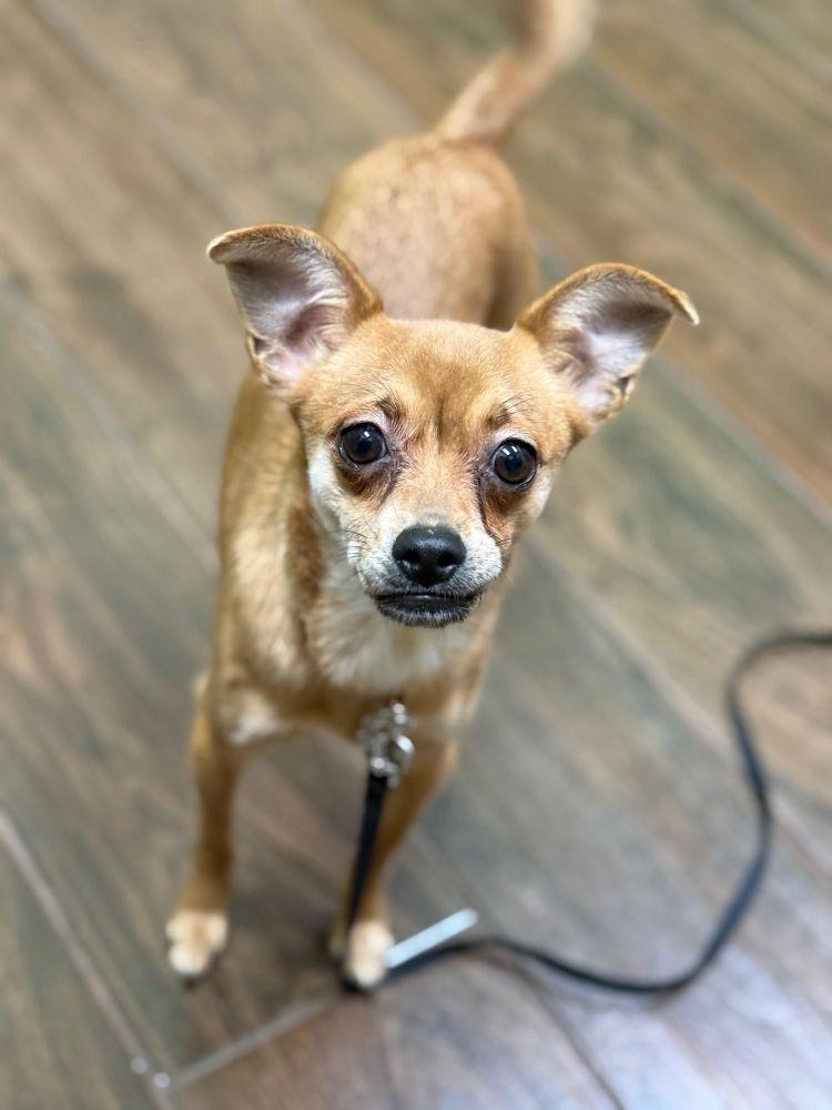 Enlarge Nina, a ADOPTABLE Chihuahua in Barrington, IL image 2/5