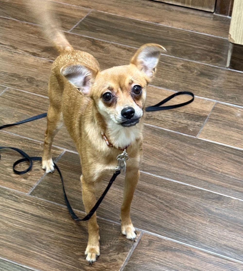 Enlarge Nina, a ADOPTABLE Chihuahua in Barrington, IL image 5/5