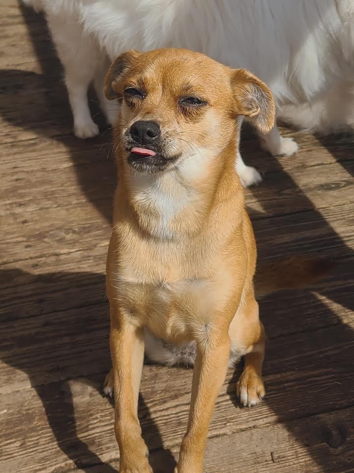 Enlarge Nina, a ADOPTABLE Chihuahua in Barrington, IL image 1/6