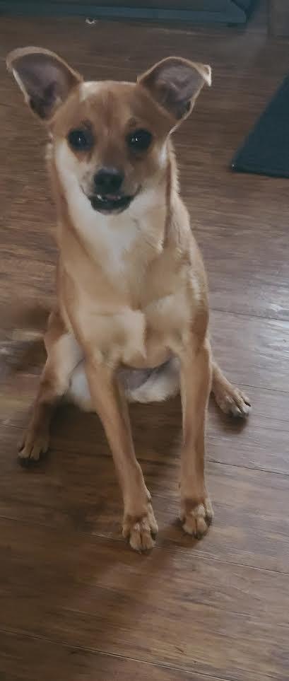 Enlarge Nina, a ADOPTABLE Chihuahua in Barrington, IL image 5/6