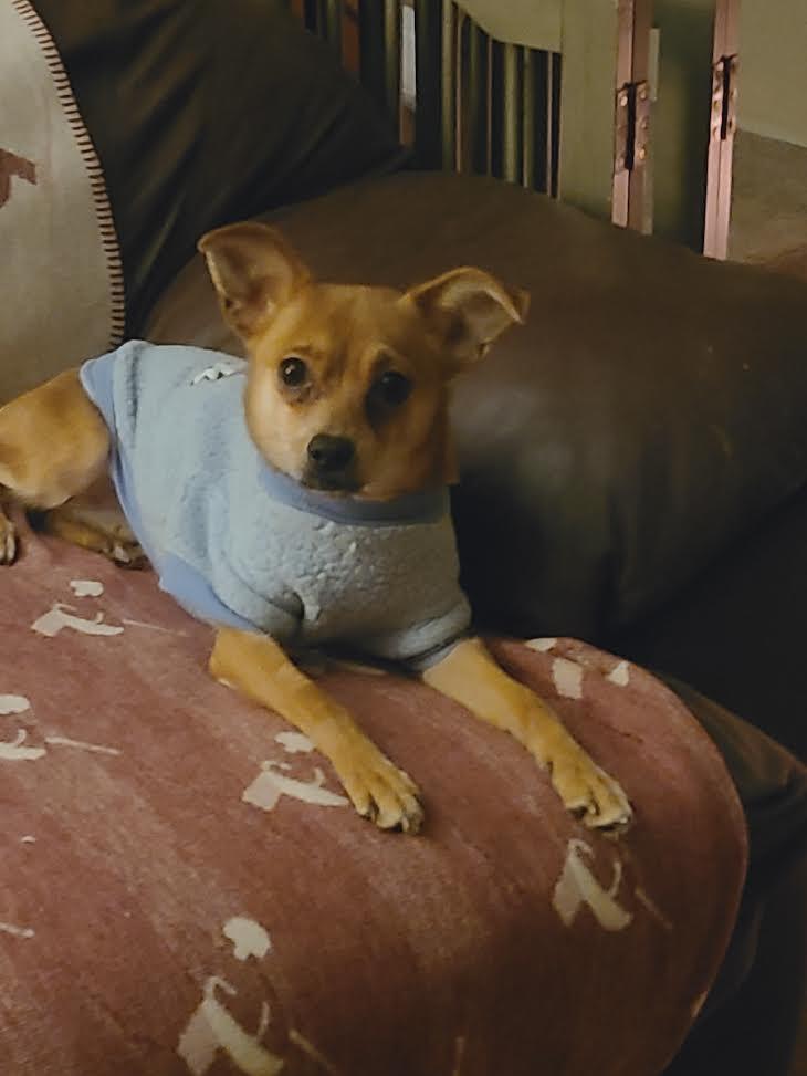 Enlarge Nina, a ADOPTABLE Chihuahua in Barrington, IL image 5/5