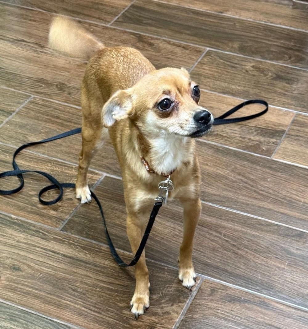 Nina, ADOPTABLE, Adult Female Chihuahua.