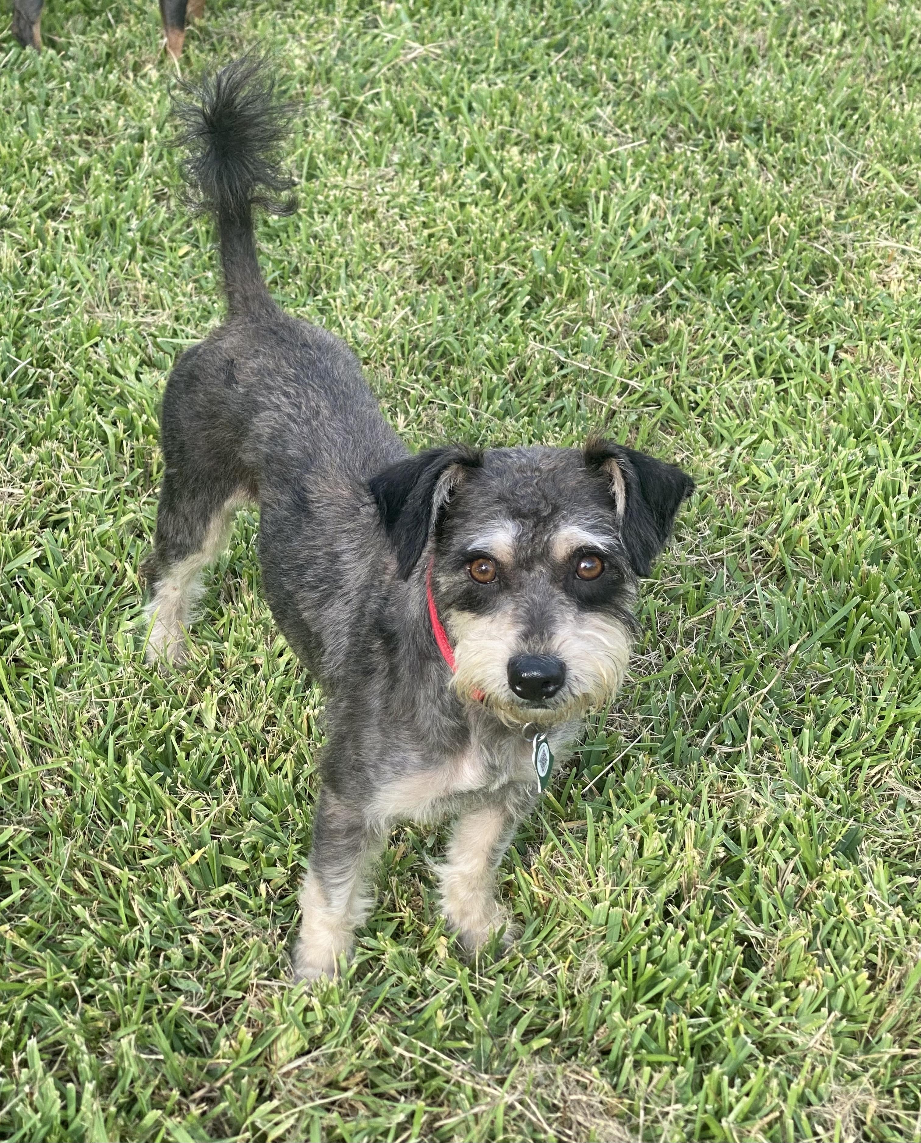 Laney (Dallas), Adult Female Schnauzer