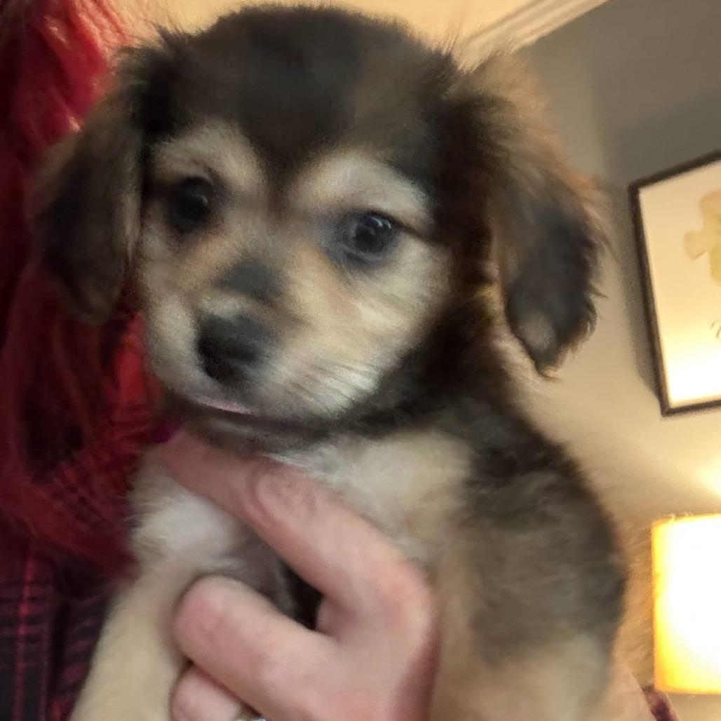 Penny, Adoptable, Young Female Beagle & Maltese.