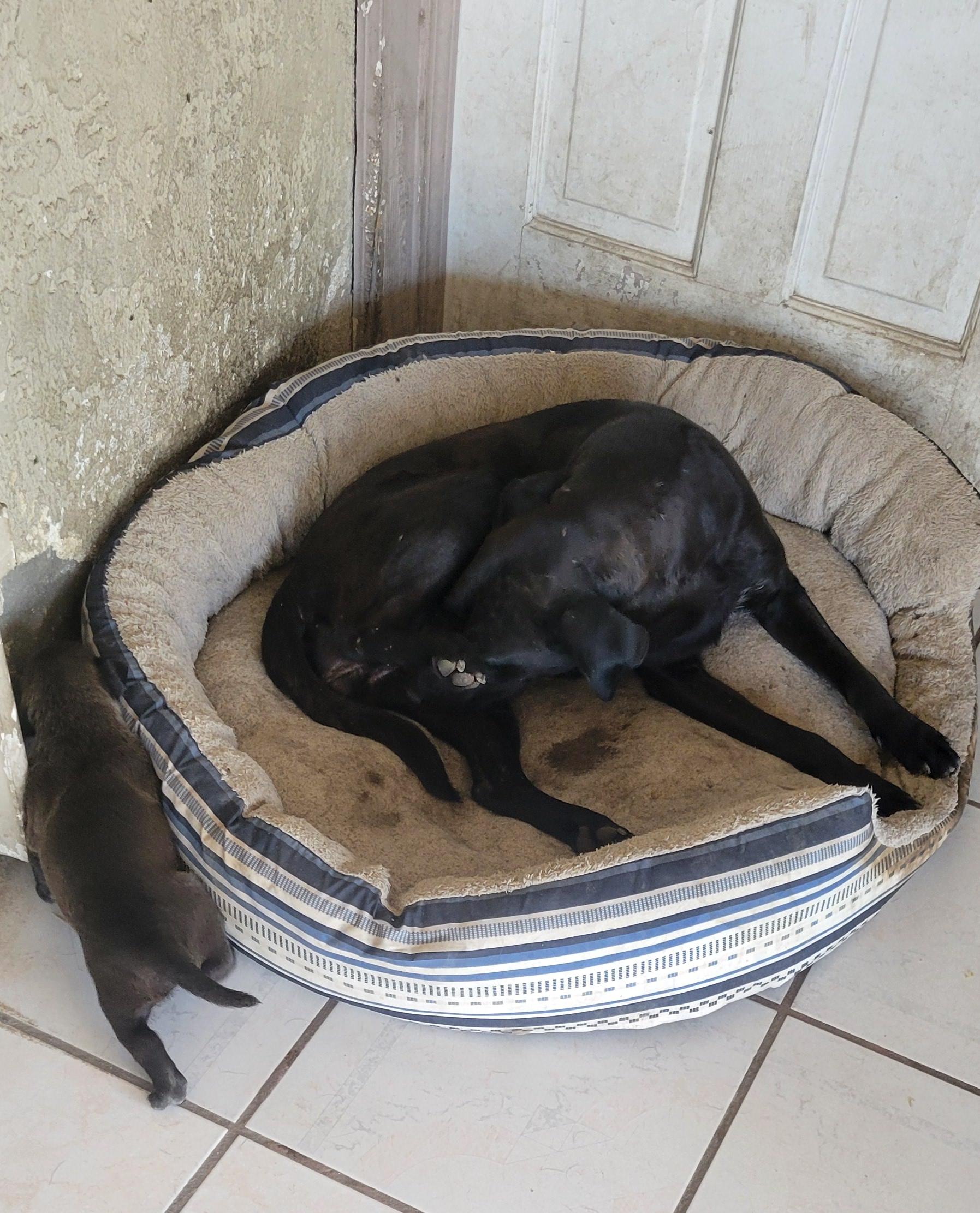 Enlarge Niky, a Adoptable mixed breed in Mexicali, BCN image 3/6