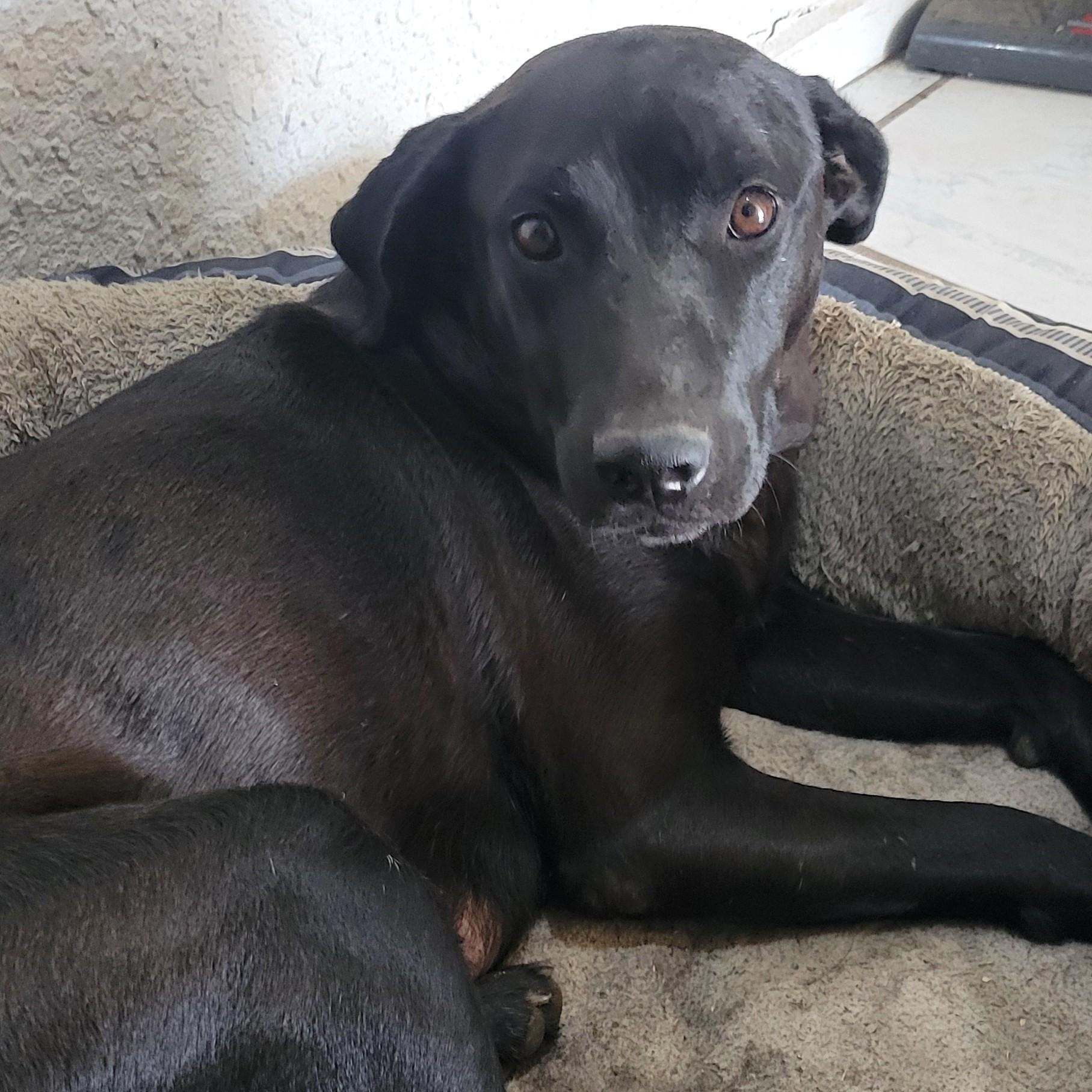 Niky, Adoptable, Young Female Retriever.