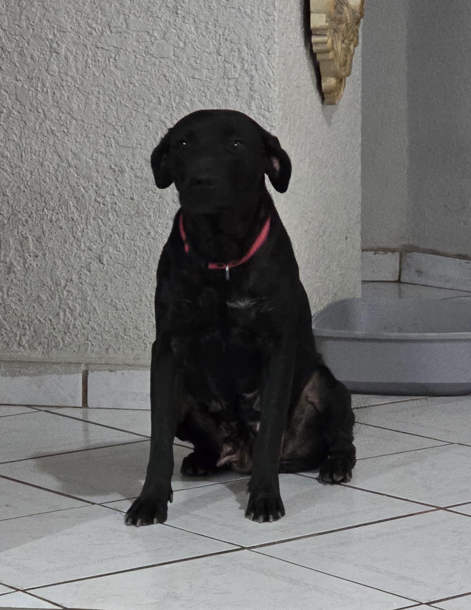 Enlarge Niky, a Adoptable mixed breed in Mexicali, BCN image 4/6