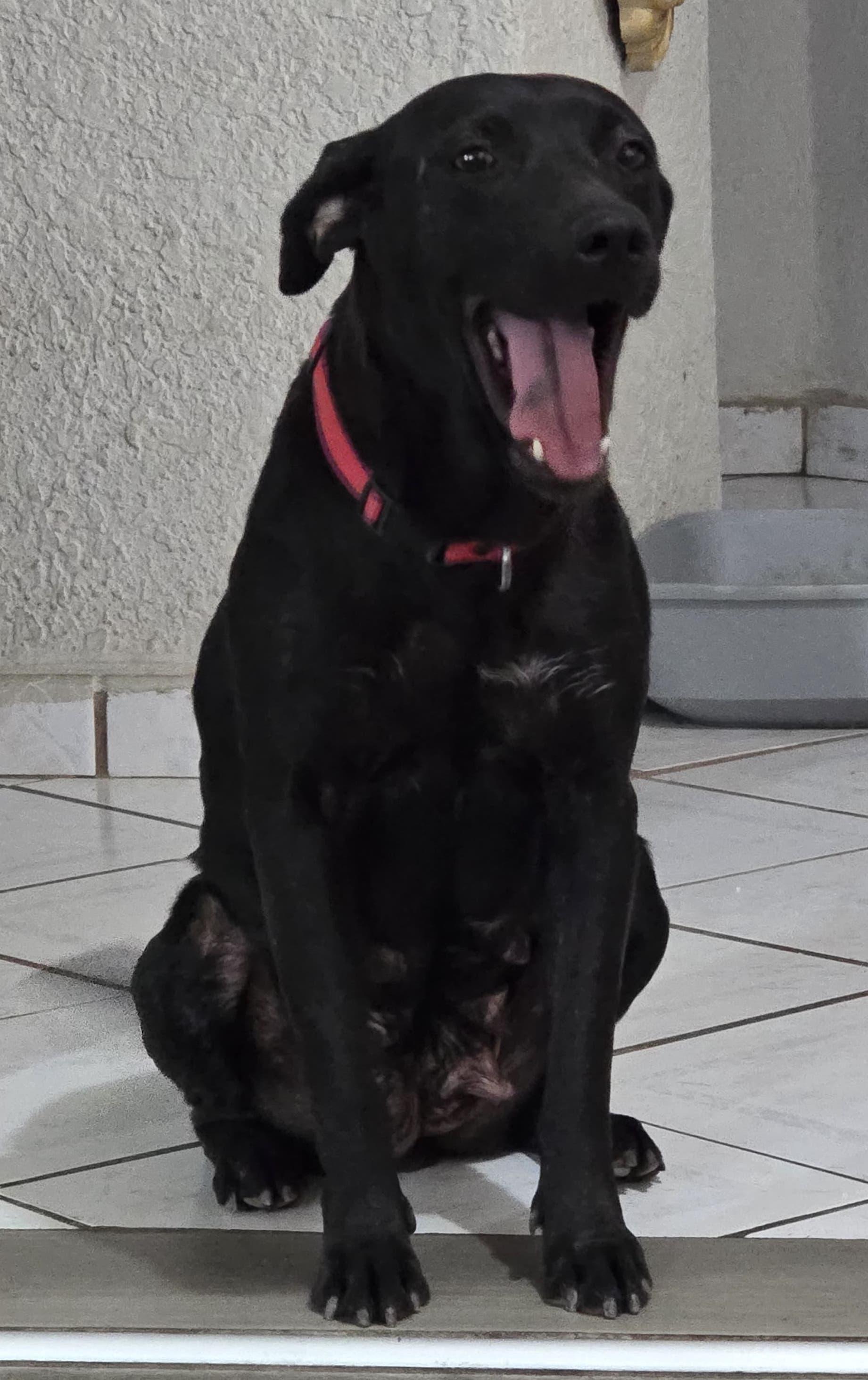 Enlarge Niky, a Adoptable mixed breed in Mexicali, BCN image 5/6