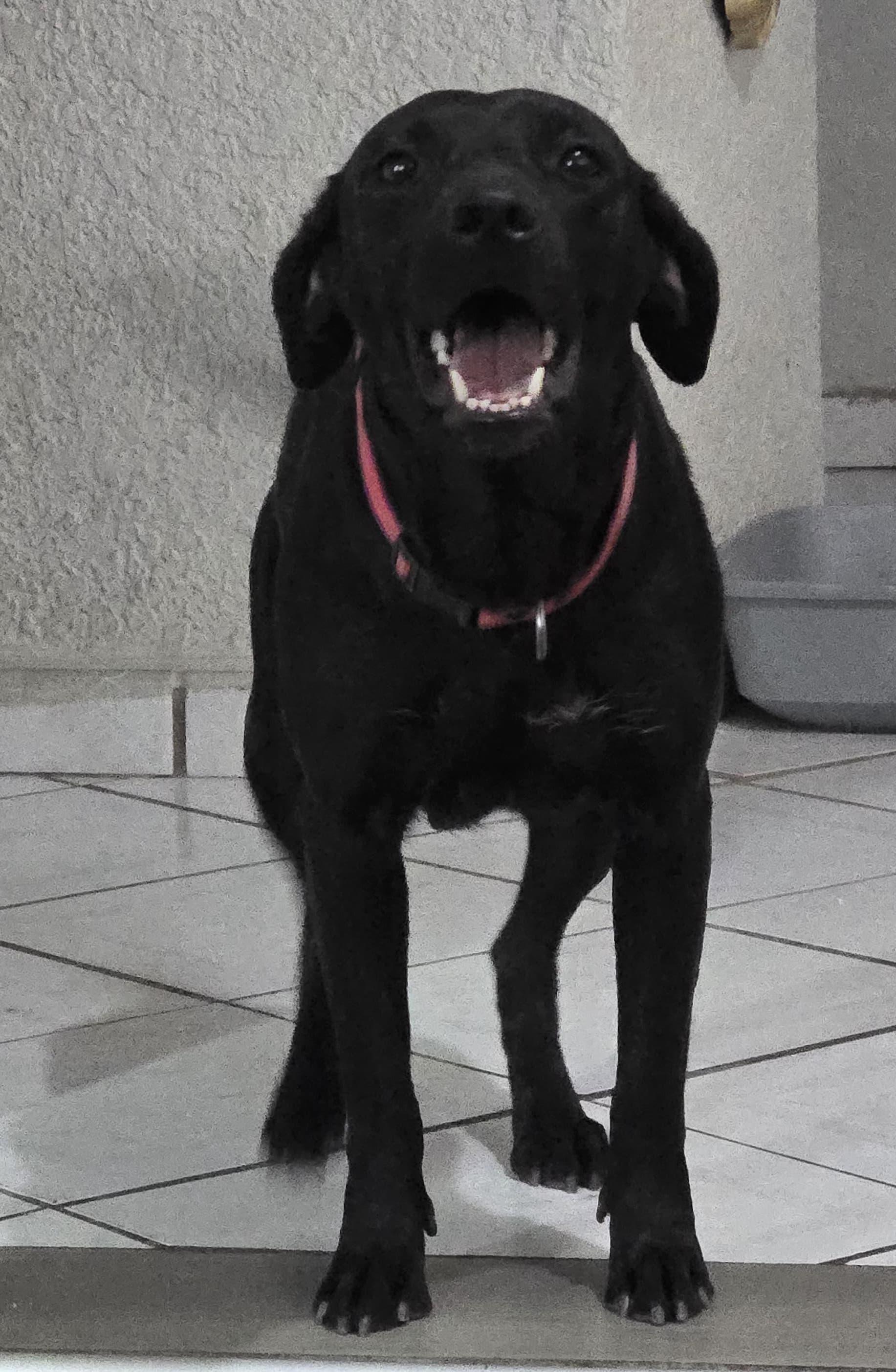 Enlarge Niky, a Adoptable mixed breed in Mexicali, BCN image 2/6
