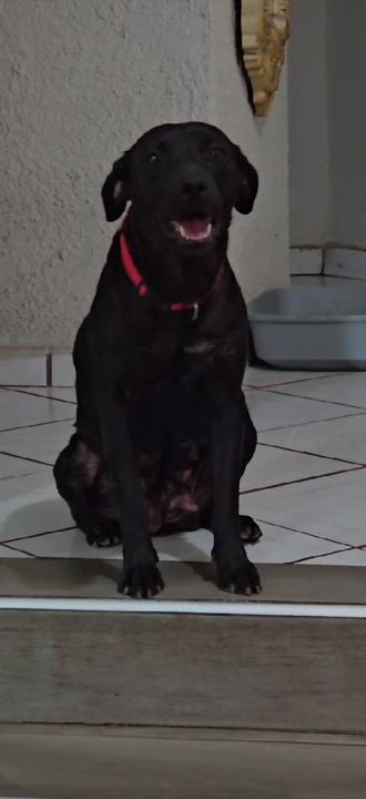 Enlarge Niky, a Adoptable mixed breed in Mexicali, BCN video 6/6