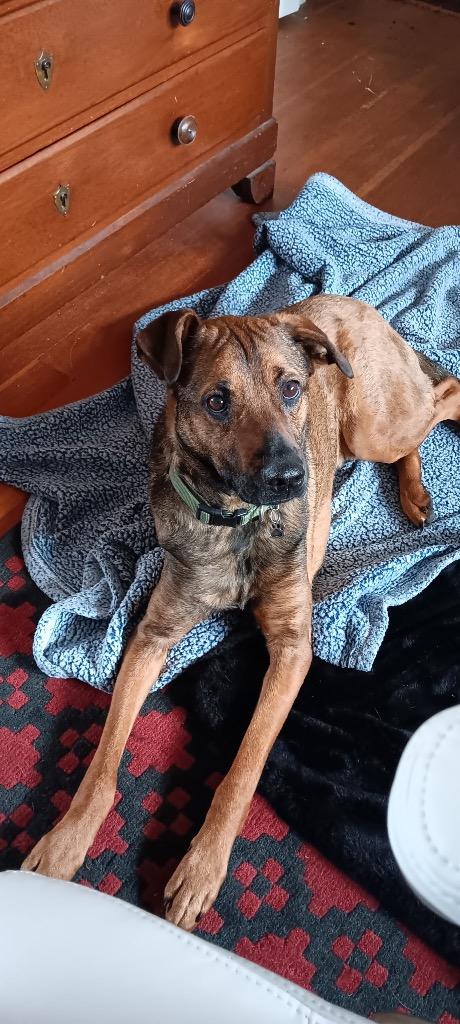 Pete, Adoptable, Young Male Mixed Breed.