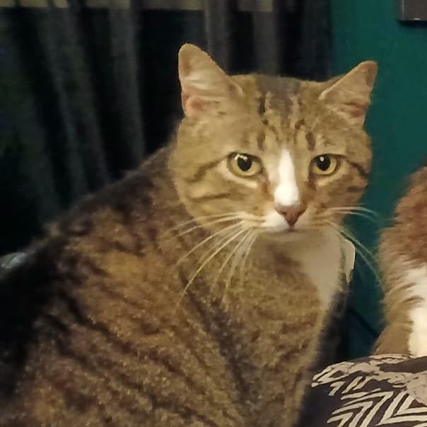 Mammon, Adoptable, Adult Male Domestic Short Hair.