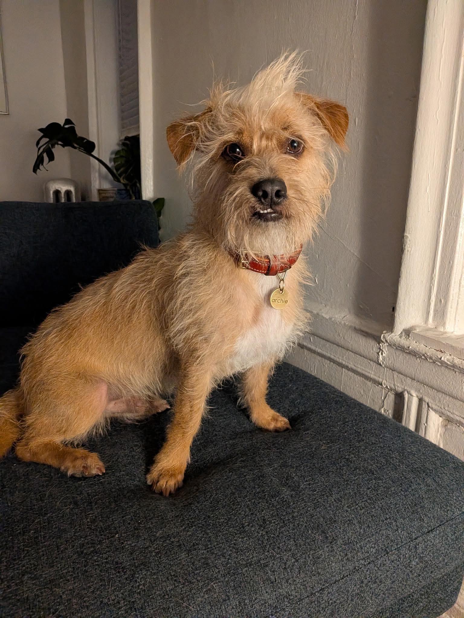 Archie (Desi), Adoptable, Young Male Terrier.