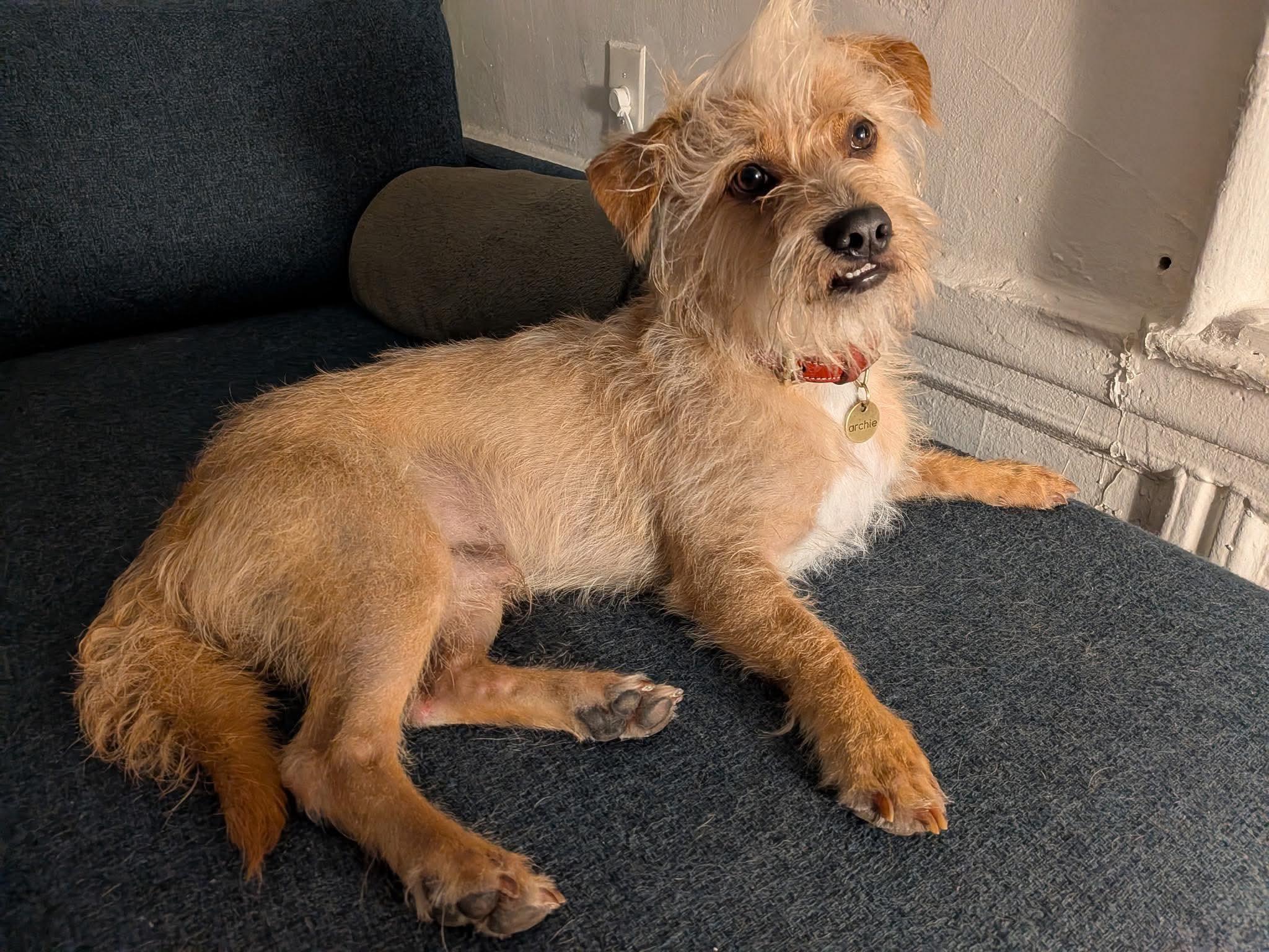 Enlarge Archie (Desi), a Adoptable Terrier in Ozone Park, NY image 2/2
