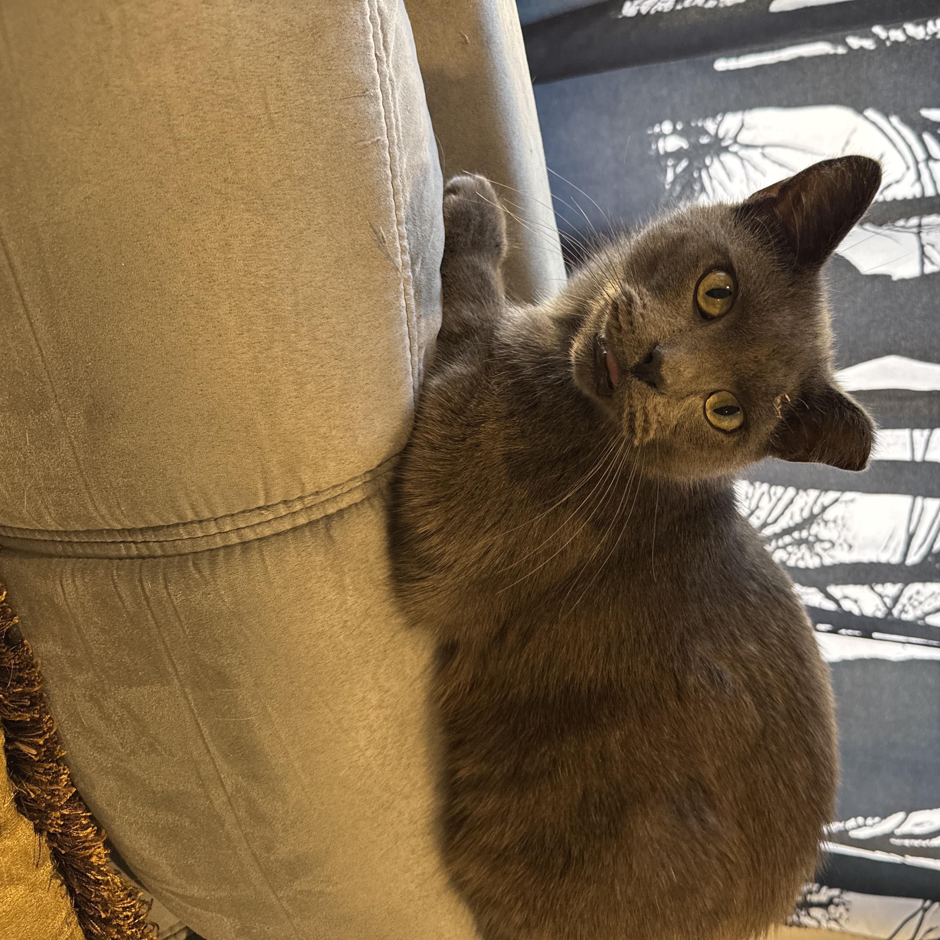 Jack, Adoptable, Adult Male Domestic Short Hair.