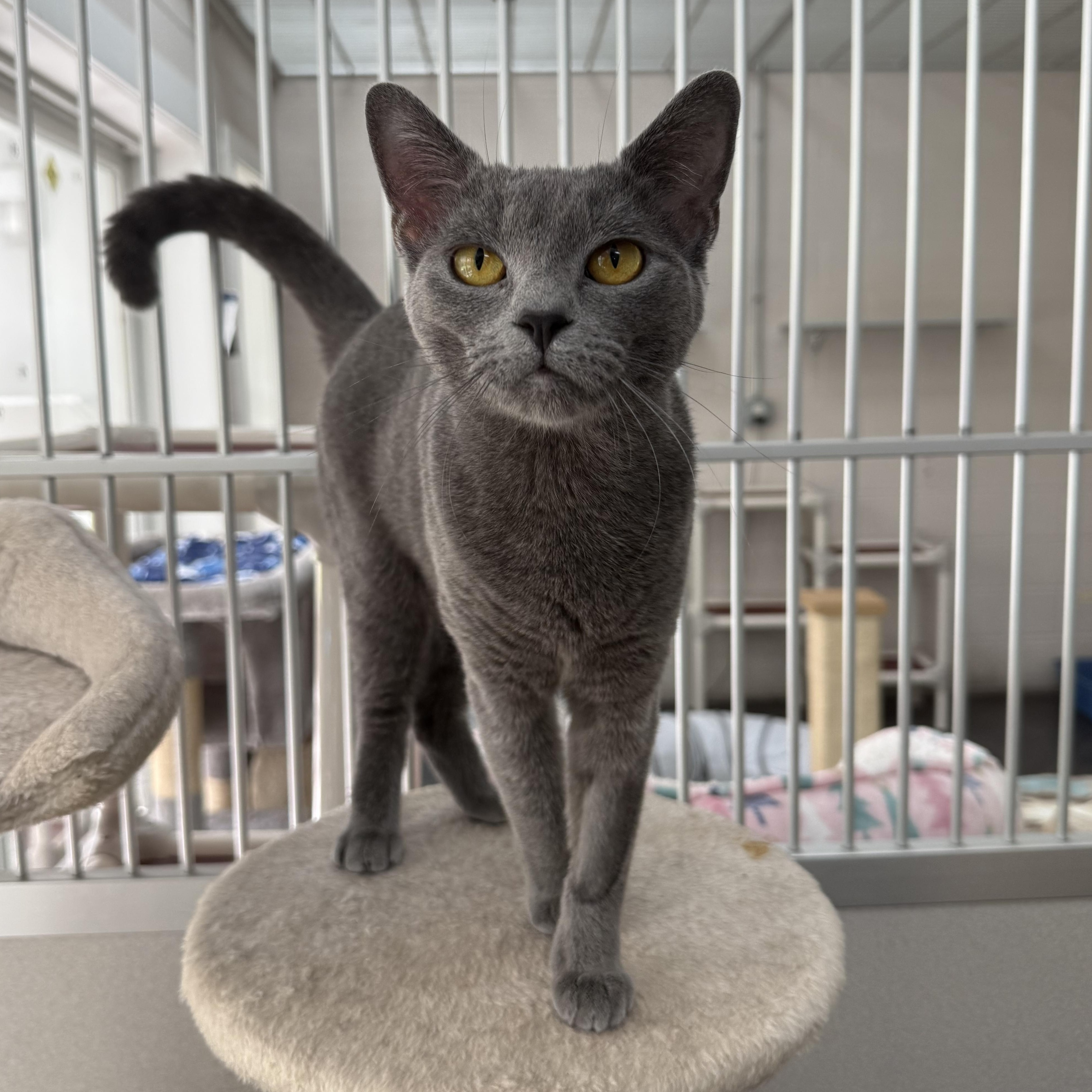 Enlarge London, a Adoptable mixed breed in West Milford, NJ image 1/3