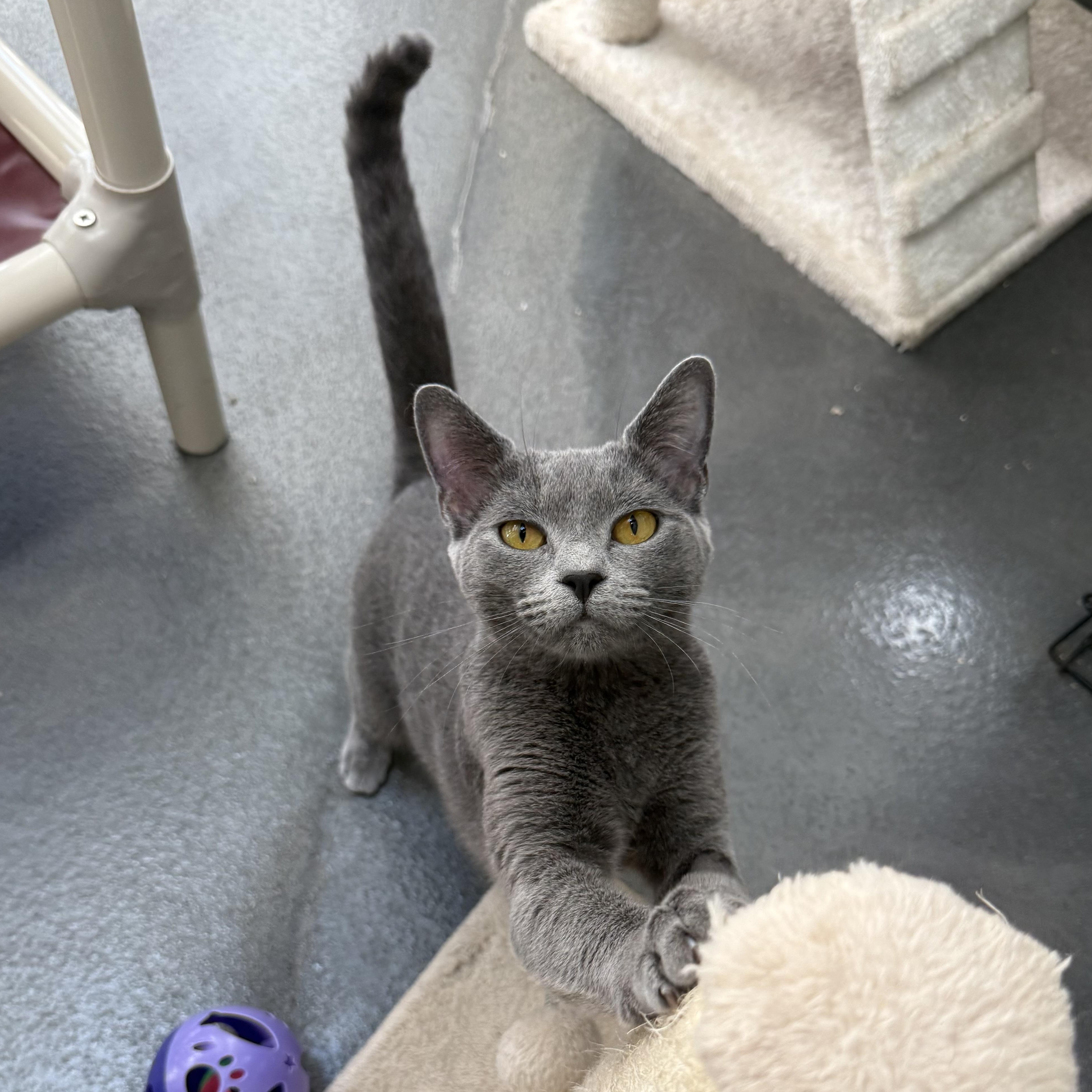 Enlarge London, a Adoptable mixed breed in West Milford, NJ image 3/3