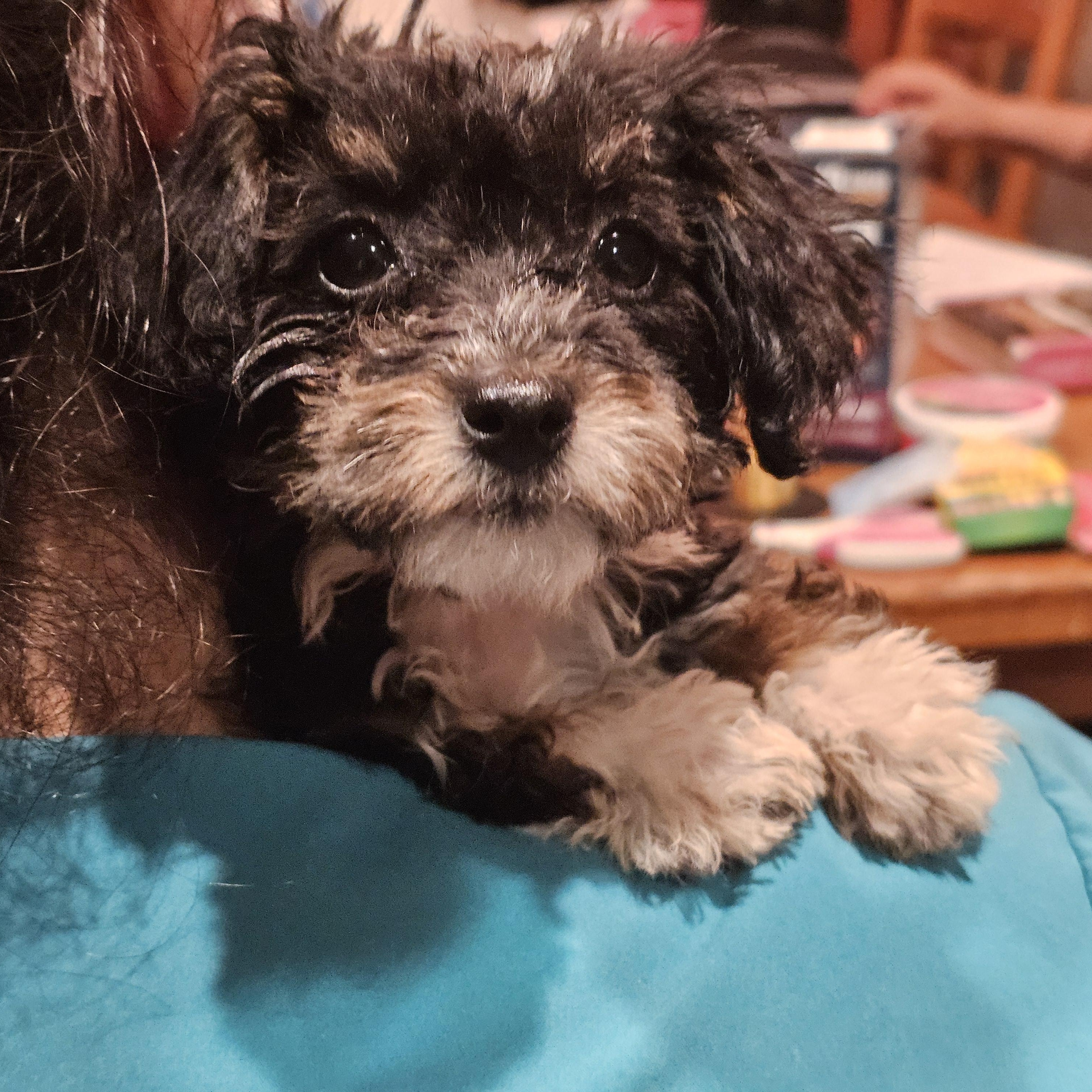Neva, ADOPTABLE, Puppy Female Maltipoo.