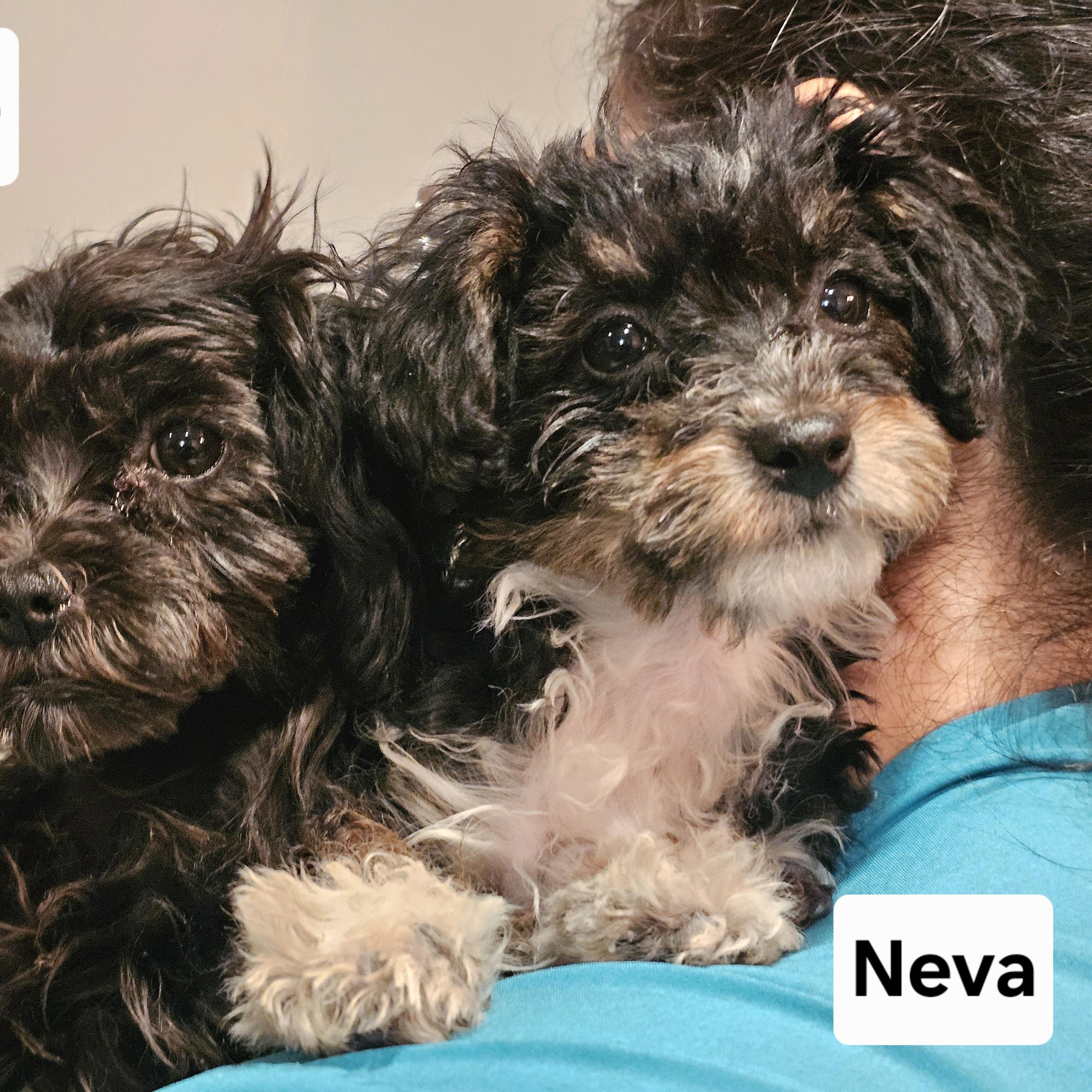 Enlarge Neva, a ADOPTABLE Maltipoo in Salinas, CA image 3/4