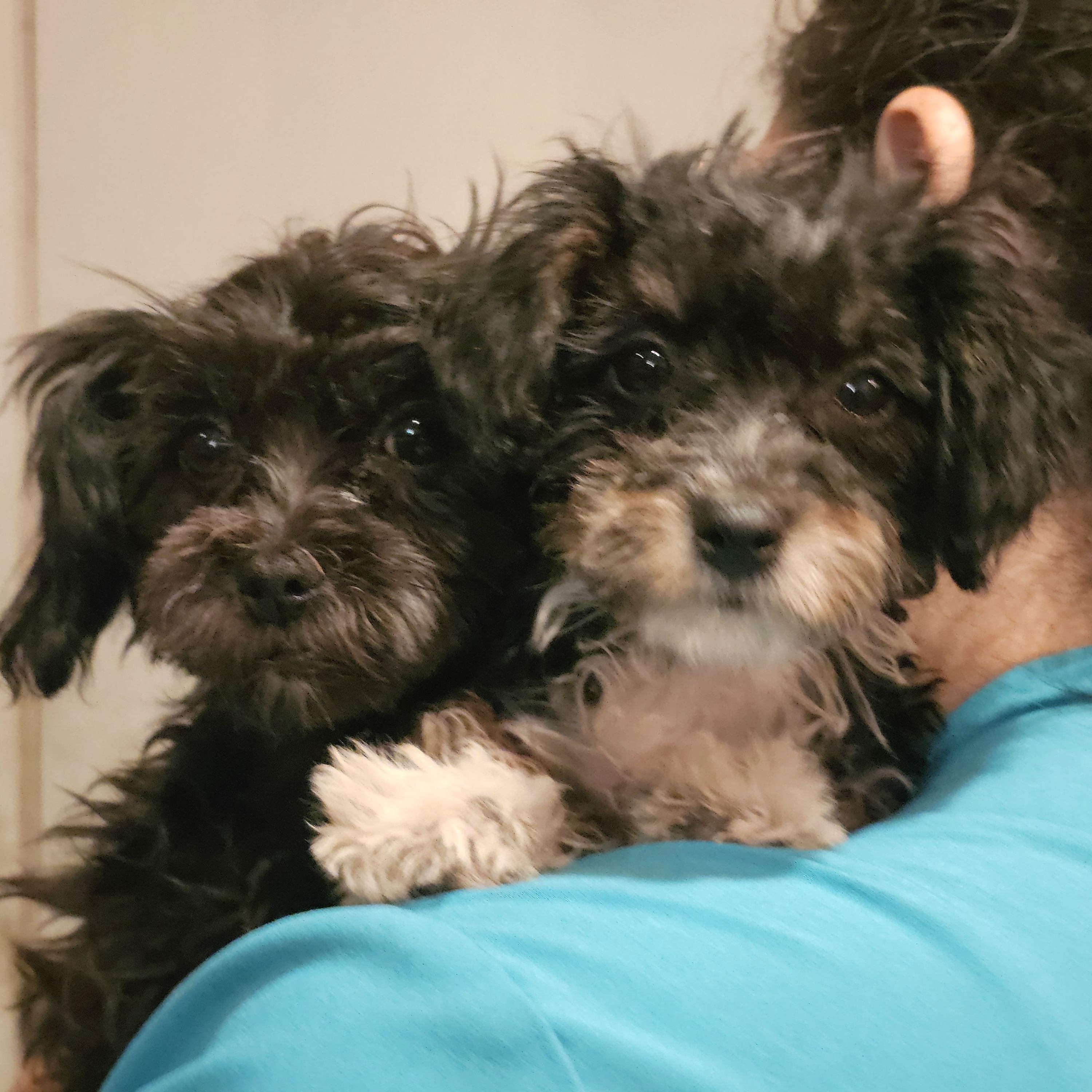 Enlarge Neva, a ADOPTABLE Maltipoo in Salinas, CA image 4/4