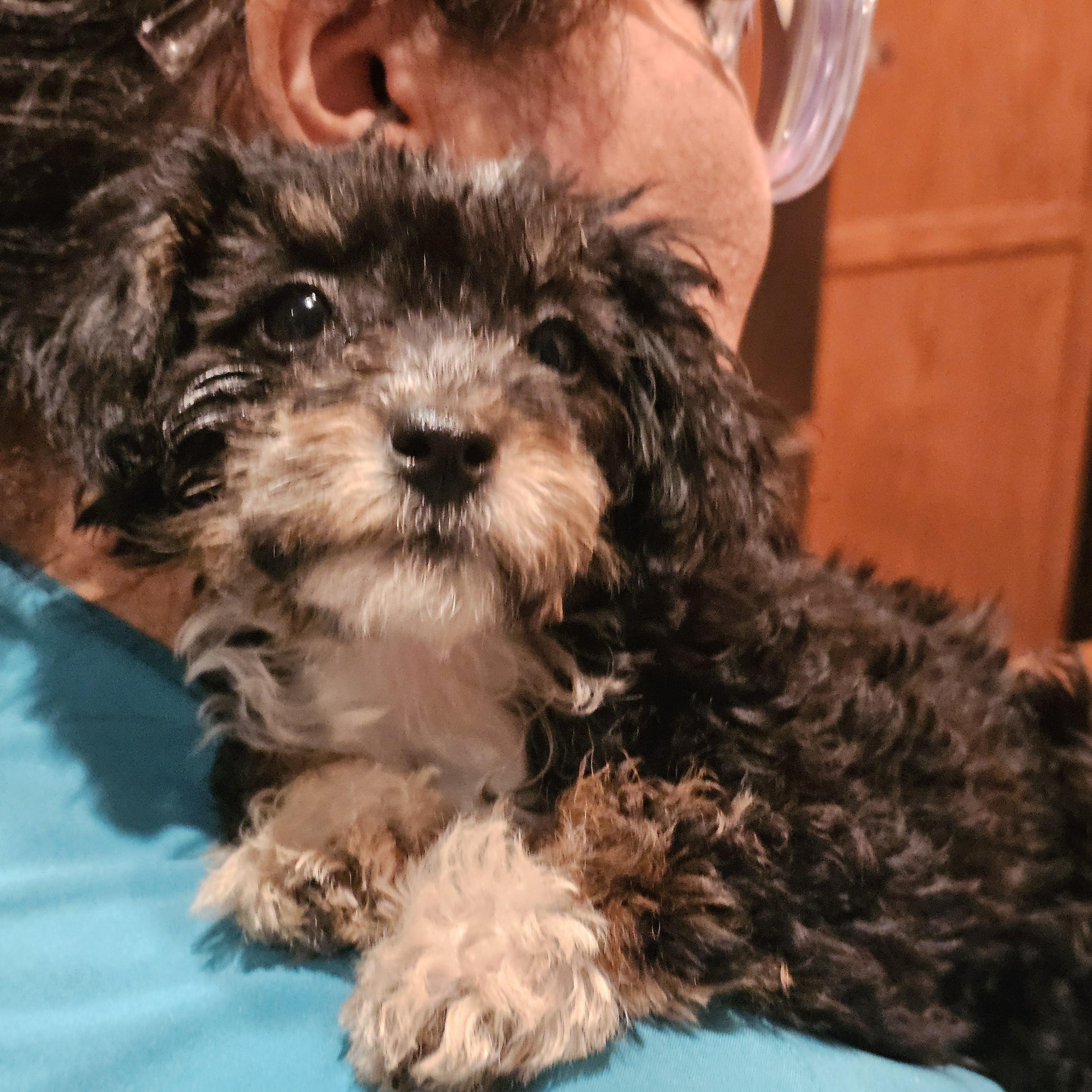 Enlarge Neva, a ADOPTABLE Maltipoo in Salinas, CA image 2/4