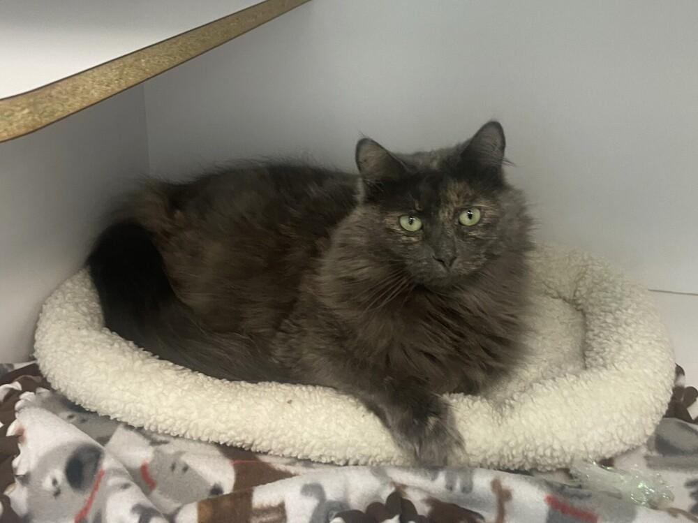 Gloria, Adoptable, Adult Female Domestic Short Hair.