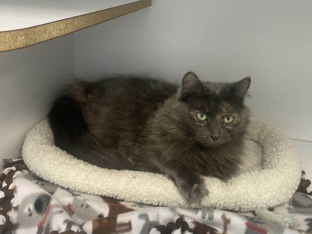 Enlarge Gloria, a Adoptable Domestic Short Hair in Trenton, ME image 2/2