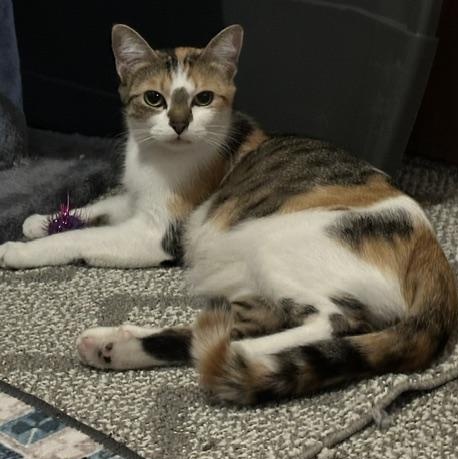 Enlarge Penelope, a Adoptable mixed breed in Minneapolis, MN image 3/3