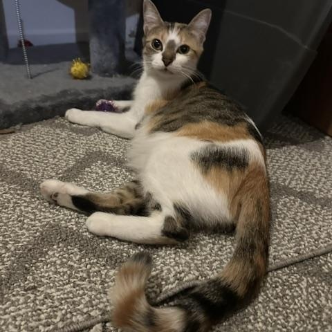 Enlarge Penelope, a Adoptable mixed breed in Minneapolis, MN image 2/3