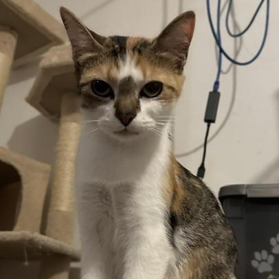 Enlarge Penelope, a Adoptable mixed breed in Minneapolis, MN image 1/3