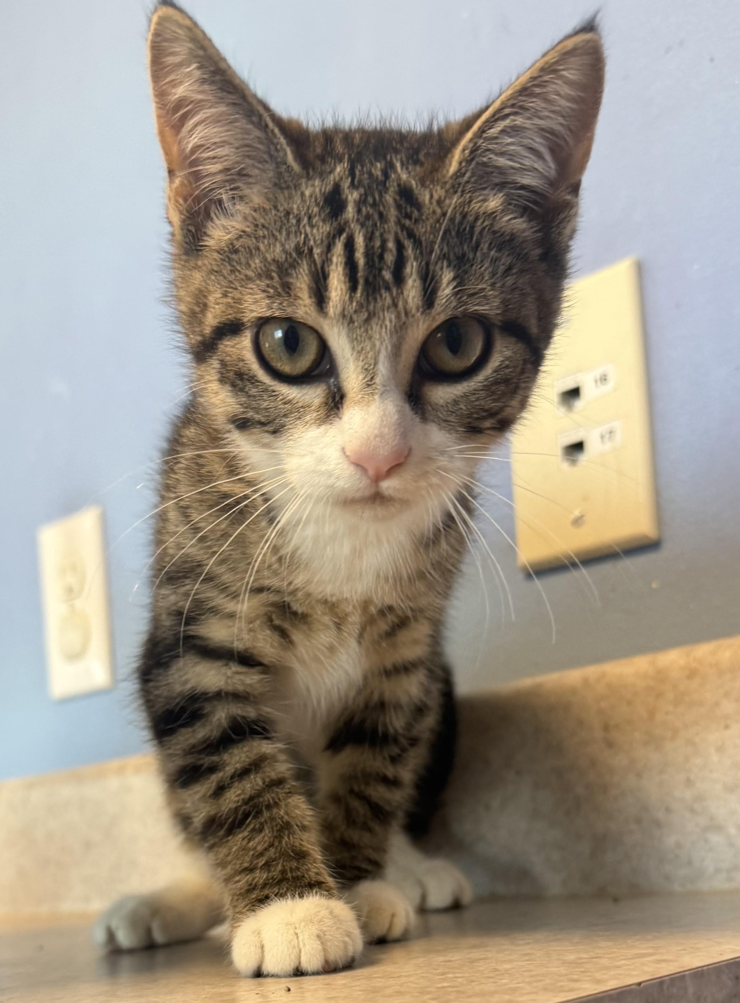 Canberra, ADOPTABLE, Young Female Domestic Short Hair.