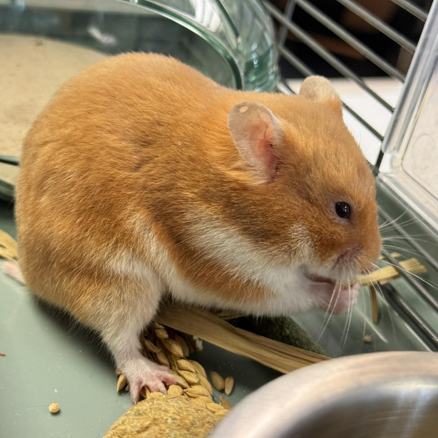 Cleo, an adopted Hamster in Waterloo, IA image 3/3