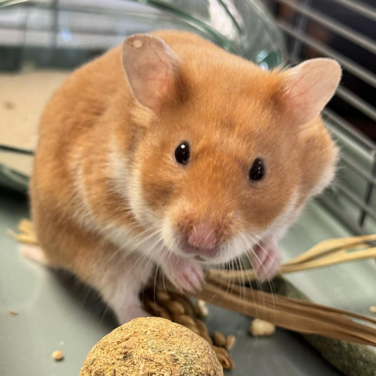 Cleo, an adopted Hamster in Waterloo, IA image 1/3