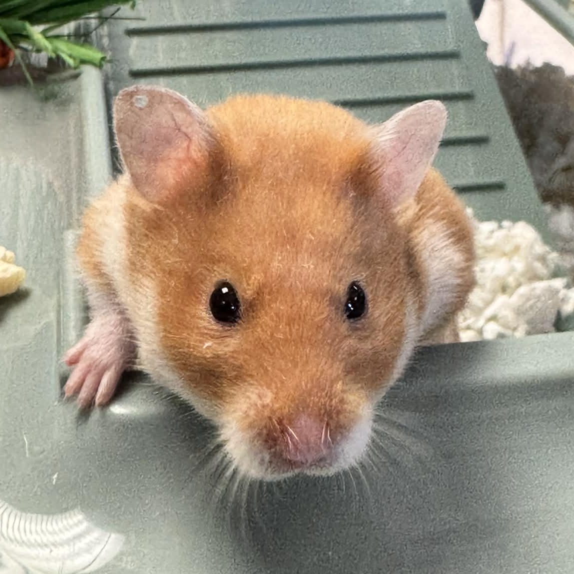 Cleo, an adopted Hamster in Waterloo, IA image 2/3