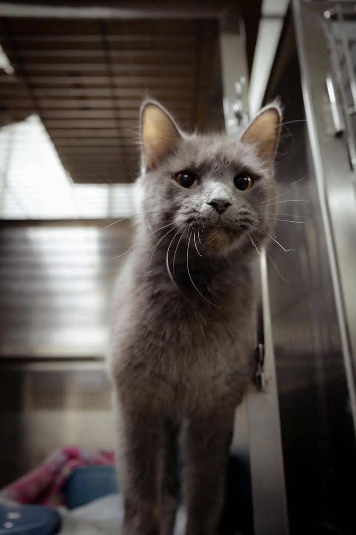 Darcy, ADOPTABLE, Young Female Domestic Medium Hair.