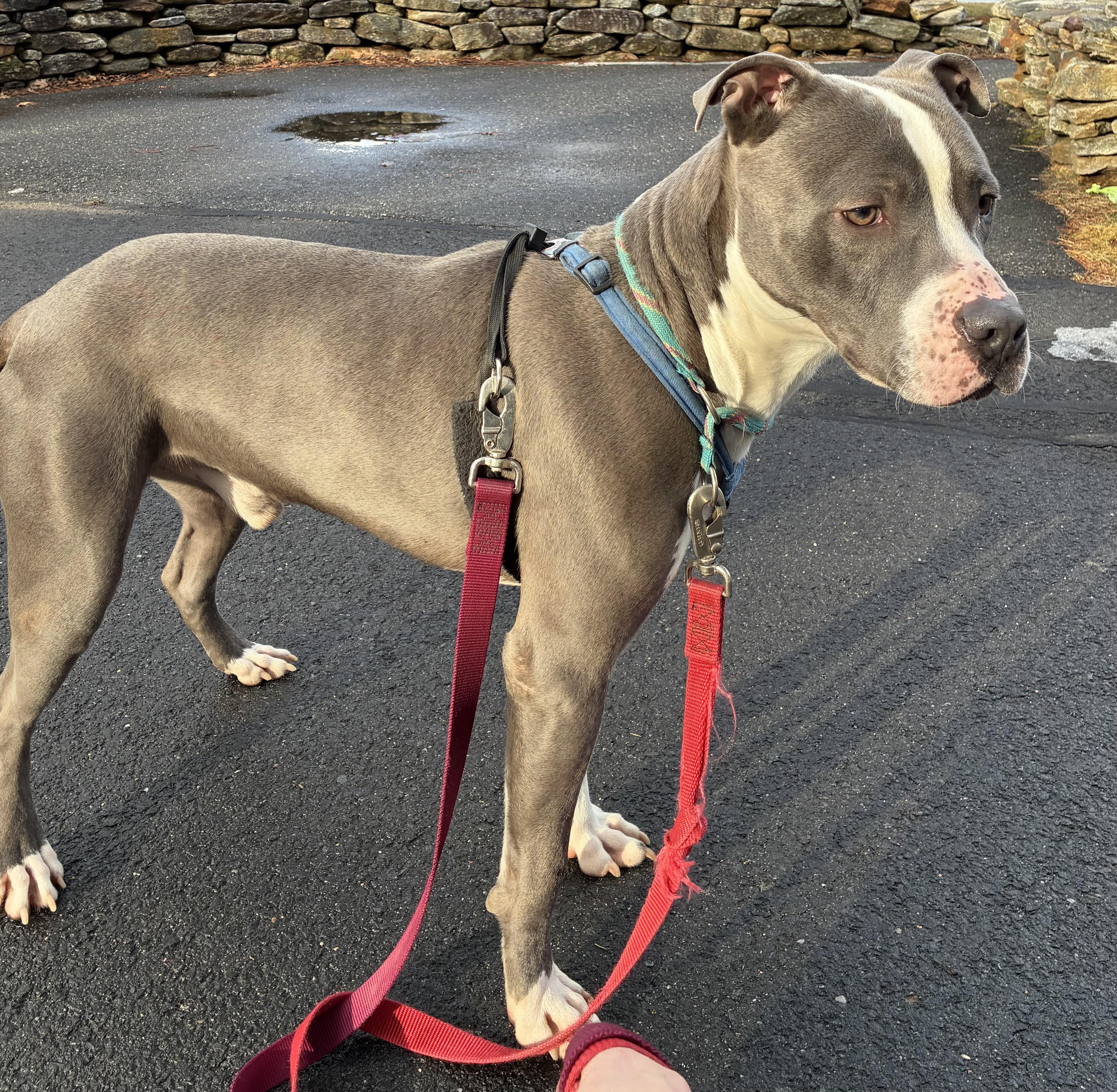 Maximillian, ADOPTABLE, Adult Male American Staffordshire Terrier.