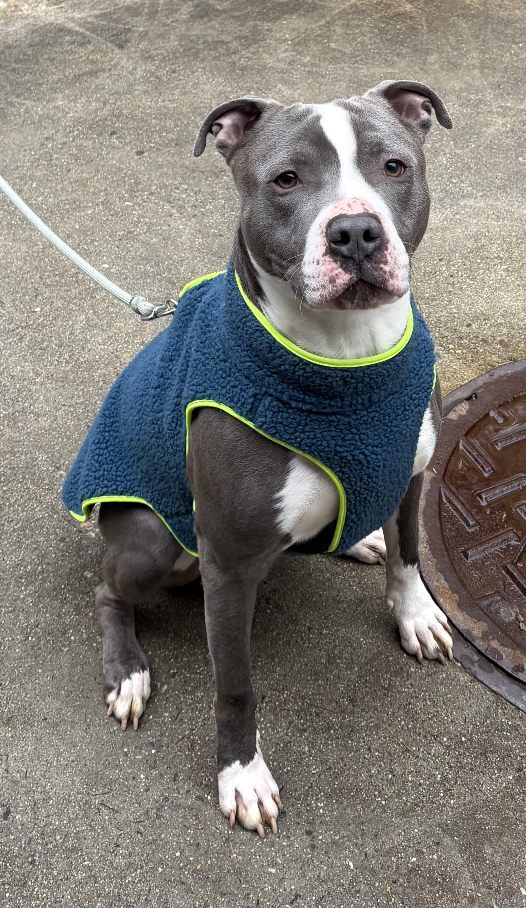 Enlarge Maximillian, a ADOPTABLE mixed breed in Mansfield, CT image 2/2