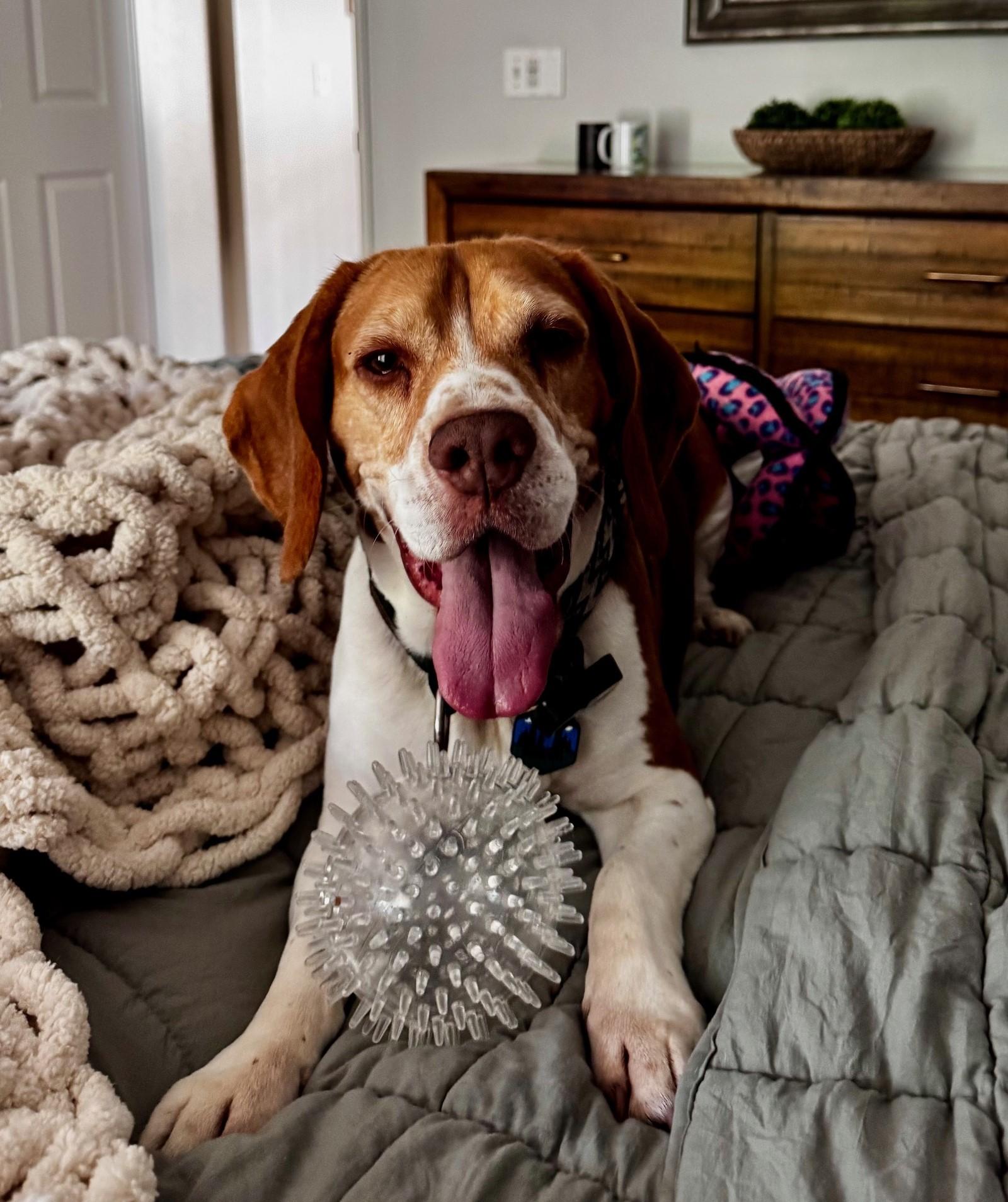 Cooper (COURTESY POST), an adopted Beagle in Tucson, AZ image 1/3