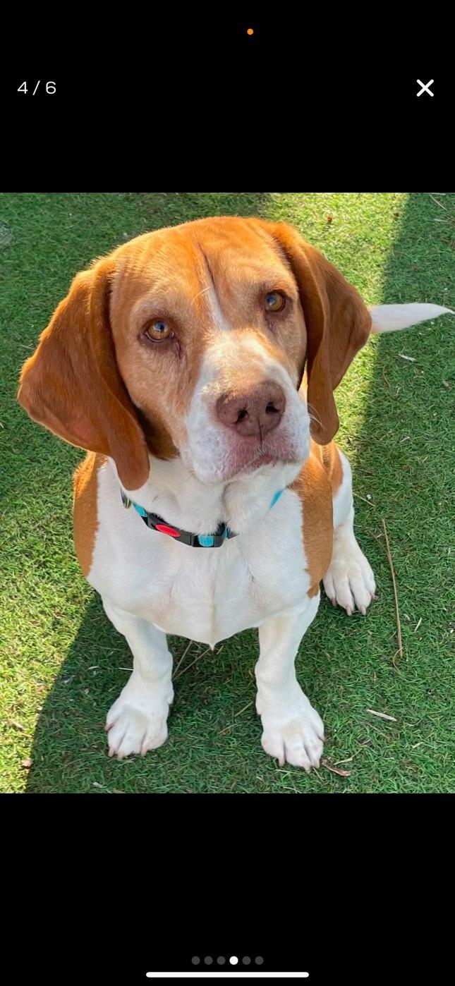 Cooper (COURTESY POST), an adopted Beagle in Tucson, AZ image 3/3